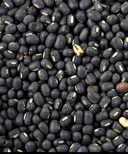 urad sabut
