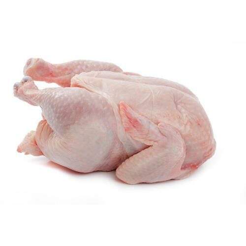 BROILER CHICKEN