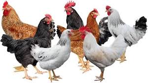 LOCAL CHICKEN(TIME-10AM TO 4PM)