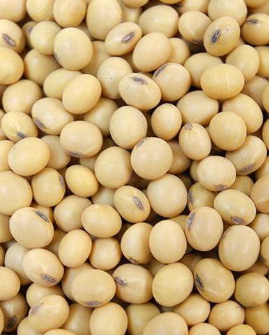 soyabean seed